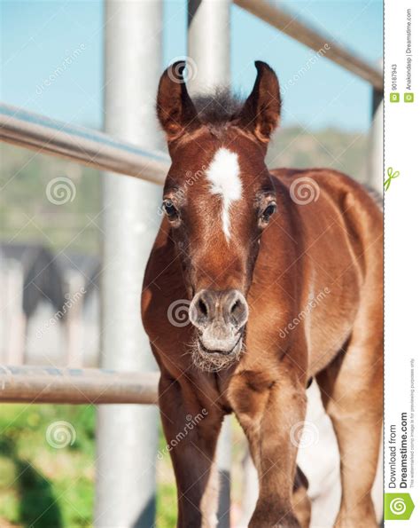 Portrait Of Beautiful Bay Arabian Little Foal Israel Stock Image