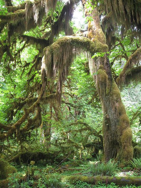 45 Hoh Rainforest Wallpaper Wallpapersafari