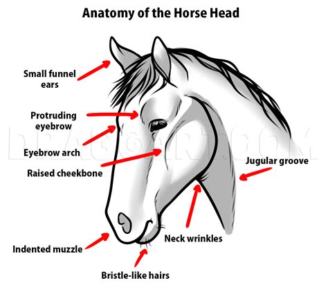 Draw Horse Heads And Faces Step By Step Drawing Guide By Dawn Dragoart