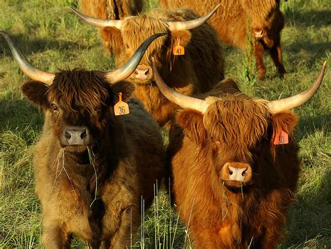 Scottish Highland Cattle Cocobinger