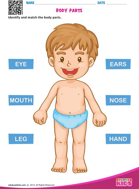 Body Parts Match Up Worksheets Free Printable Preschool Worksheets