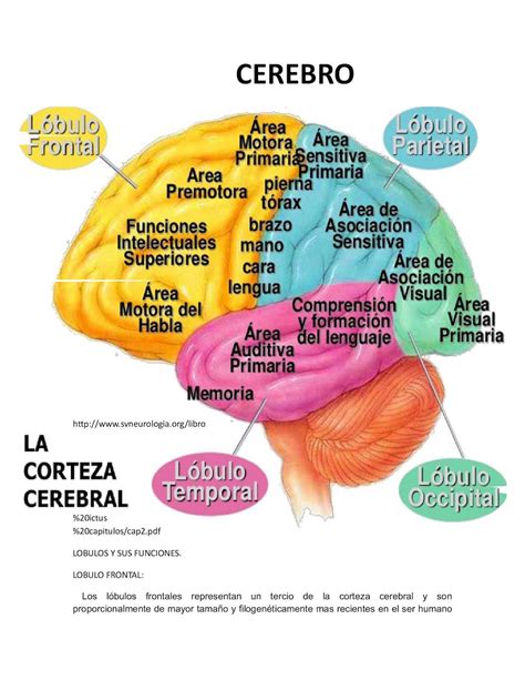 Calaméo Lobulos Y Funciones Del Cerebro