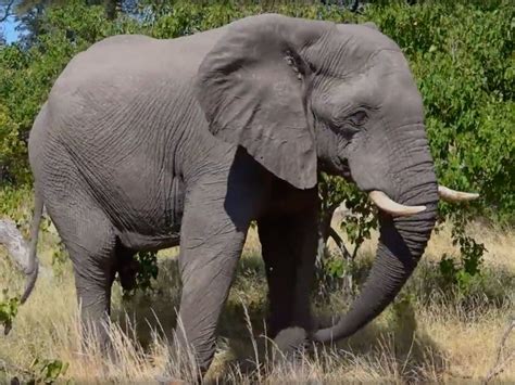 Anthony hopkins, john hurt, anne bancroft and others. Elephant | Nickelodeon Movies Wiki | Fandom