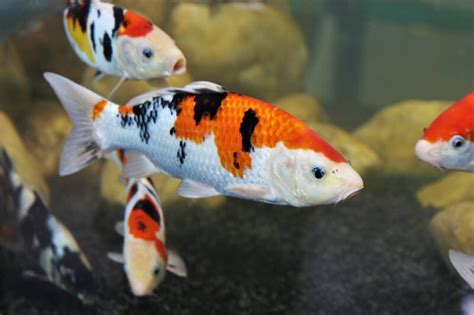 How Long Do Koi Fish Live And How To Improve Their Lifespan