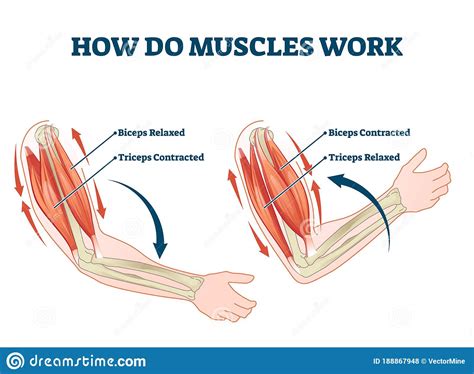 Plakat How Do Muscles Work Labeled Principle Explanation Scheme Vector Images