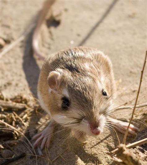 By samantha story updated march 12, 2019. Desert Kangaroo Rat on Tumblr | Cute | Kangaroo rat, Cool ...