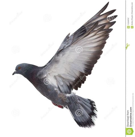 Dove In Flight On A White Background Stock Image Image Of Message