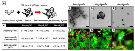 Nanomaterials Free Full Text Silver Nanoparticles Agglomerate