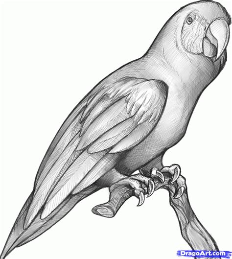 How To Sketch A Parrot Step 14 Pencil Sketch Drawing Pencil Art