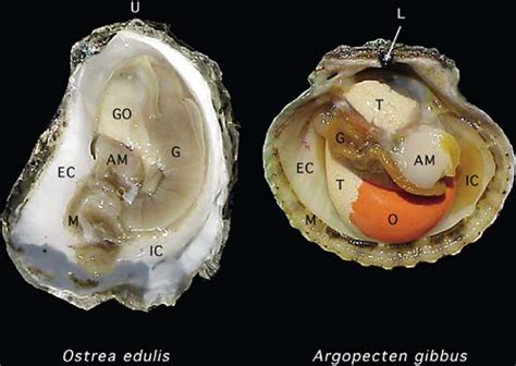 Oysters Vs Clams Vs Mussels Vs Scallops Answering