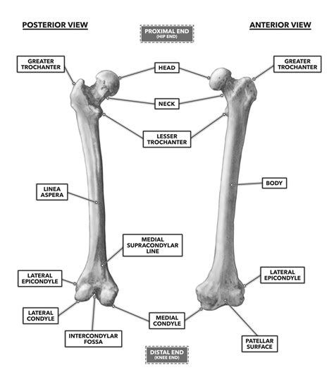 Crossfit Bones Of The Knee