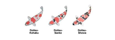Doitsu Is A Koi That Either 1 Has No Scales At All Or 2 Has Scales