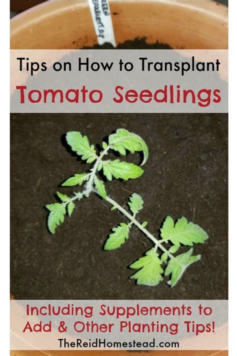 A Potted Plant With The Title Tips On How To Transplant Tomato Seedlings Including Supplements