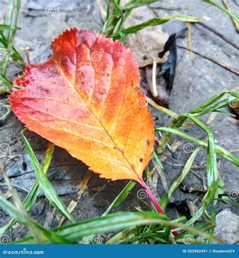 Autumn Leaf Of Chery Tree Stock Image Image Of Autumn 203962491