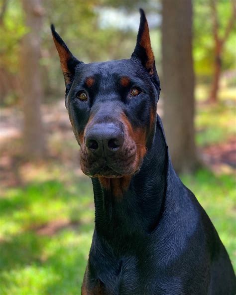Doberman Pinschers Are Powerful Energetic Dogs That Need Plenty Of
