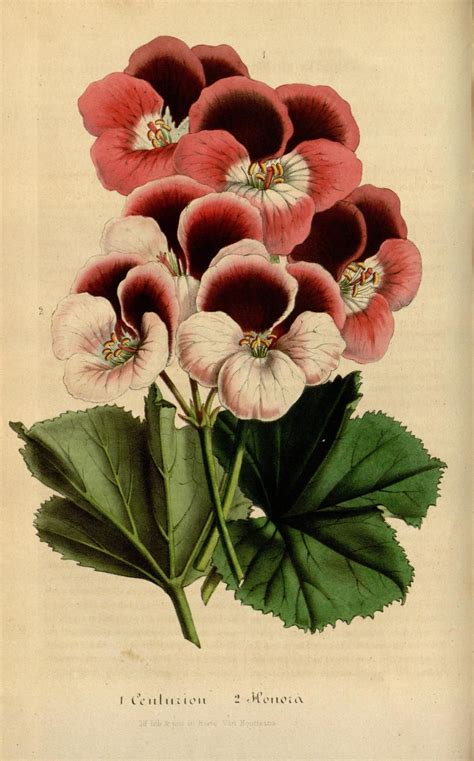V4 1848 Flore Des Serres Et Des Jardins De Leurope Biodiversity