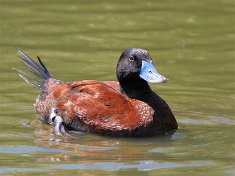 Identify Argentinian Ruddy Duck Wwt Slimbridge