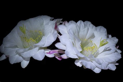 'Big Bertha' Trichocereus Hybrid Photograph by Sherry Blandin - Fine