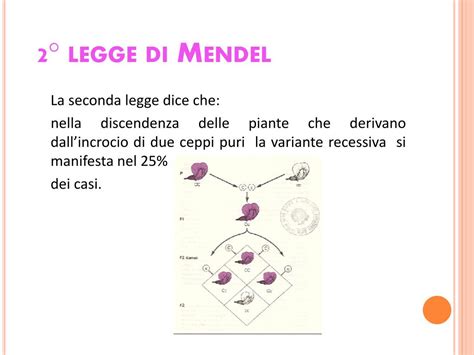Ppt Le Leggi Di Mendel La Microcitemia Powerpoint Presentation Free