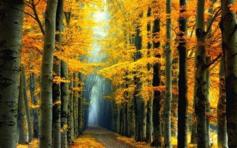 Wallpaper Sunlight Trees Landscape Colorful Forest Fall Leaves Nature Reflection Road