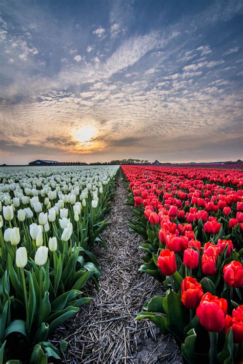 Field Of Tulips With A Cloudy Sky In Hdr Stock Image Image Of