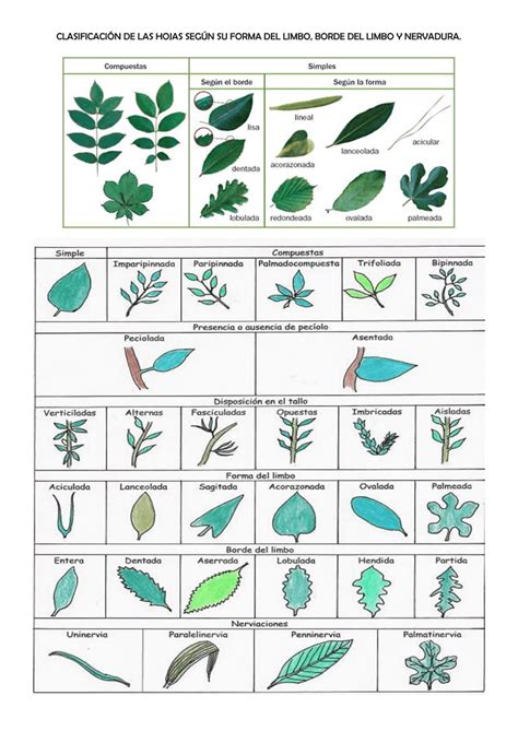 clasificación de las hojas según su forma del limbo borde del limbo