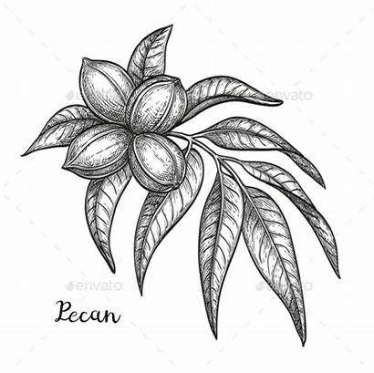 Pecan Ink Sketch Branch Isolated Drawn Retro