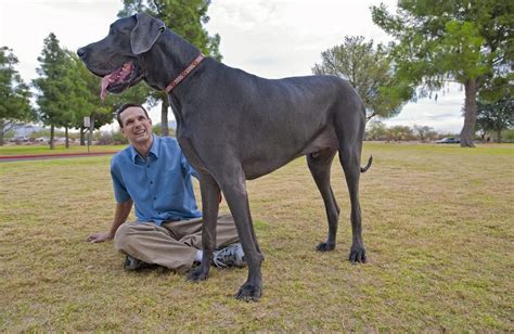 Worlds Tallest Dog George Dies Mirror Online