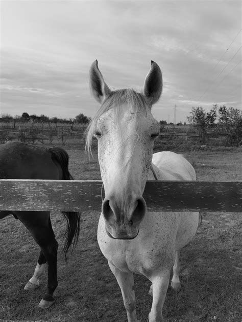 Grayscale Photo Of A Horses Head · Free Stock Photo