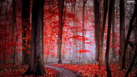 Red Autumn Fog Path Leaf Forest Beautiful Views Wallpapers