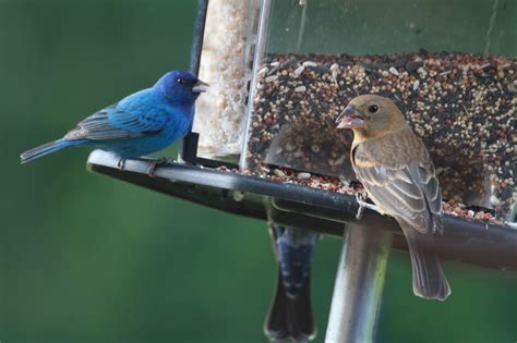 'bunting pair' watercolor bird art available in a variety of products including signed and numbered limited edition prints, ceramic tiles and coasters, greeting cards and more. Indigo Bunting - eBirdr
