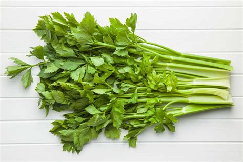 Can Dogs Eat Celery? What You Need To Know - Spoiled Hounds