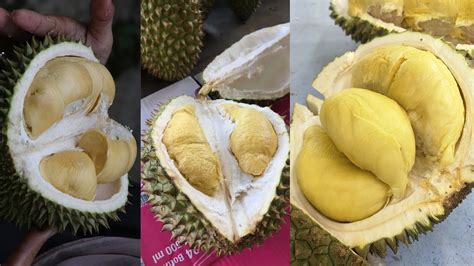 Durians Golden Fresh Fruitsopening King Fruits Youtube