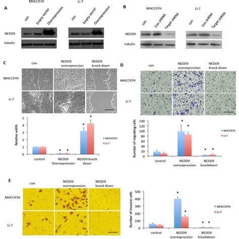 Nedd9 Regulated Cancer Stem Cell Phenotype In Hepatocellular Carcinoma