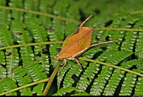 Dead Leaf Mimic Katydid Mimetica Crenulatathis Has To Be