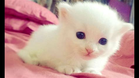 اجمل القطط الصغيرة في العالم قطط مدهشة تجنن عالم ستات
