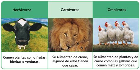Animales Carnívoros Herbívoros Y Omnívoros Características Y