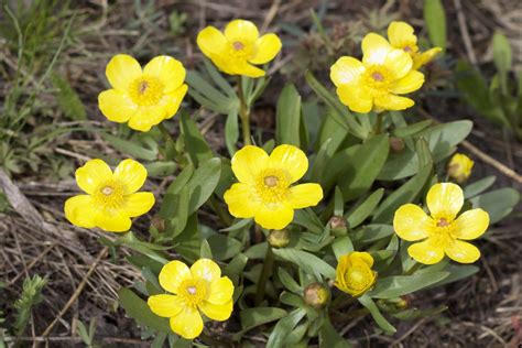 5 Petaled Yellow Colorados Wildflowers