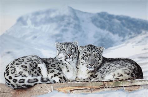 Snow Leopard The Most Beautiful Feline Animal Tibet Travel Blog