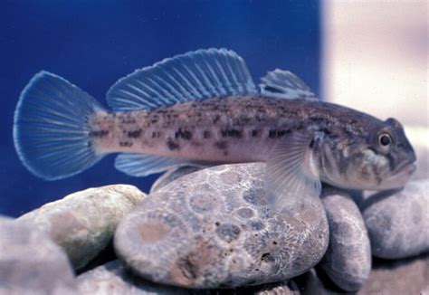 Top 5 Freshwater Goby Species For Your Fish Tank Care Guide