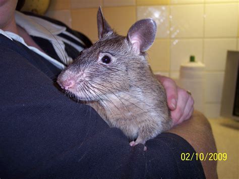 Tia: Gambian Pouched Rat | Pet rats, Cute animals, Animals