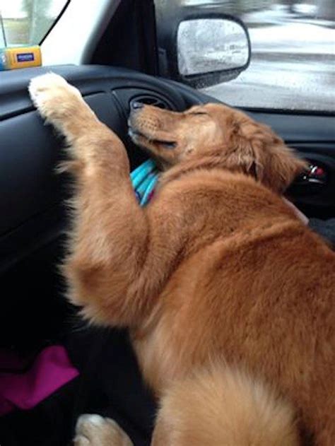 These 36 Dogs Relaxing In Unusual Positions Prove Dogs Can Sleep Anywhere