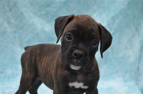 Look at pictures of boxer puppies in florida who need a home. Boxer Puppies For Sale | Lake Panasoffkee, FL #172798