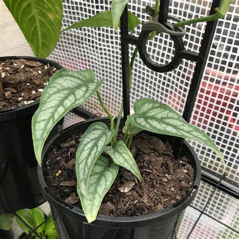 My own monstera siltepecana has been misbehaving until recently. Monstera Siltepecana - Indoor Plant Addicts