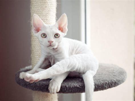 Abonniere envato elements für unbegrenztes herunterladen von photos gegen eine monatliche gebühr. Devon Rex: Eine ganz besondere Katze