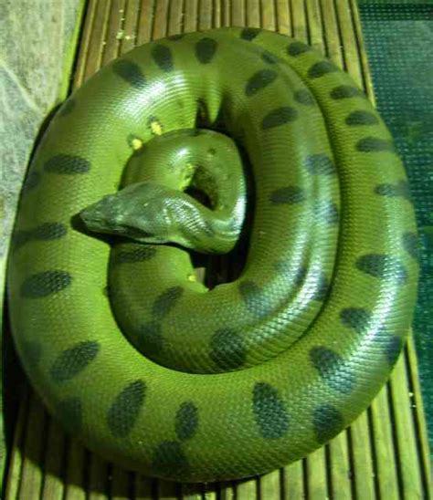World Amazing Green Anaconda Giant Anaconda Facts World Amazing Records