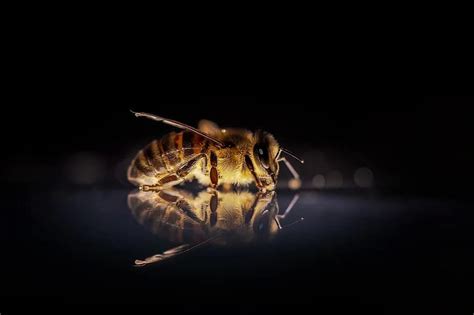 Honey Bee Wallpaper In 2020 Hd Backgrounds Download Resume Wallpaper