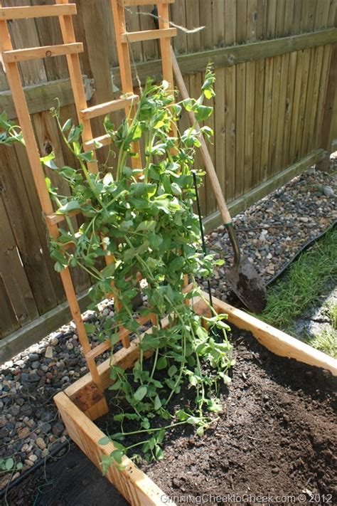 Cucumbers and potatoes are also good companion plants for peas. Garden Update: Can I transplant Sugar Snap Peas to a ...