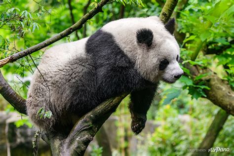 Panda On A Tree
