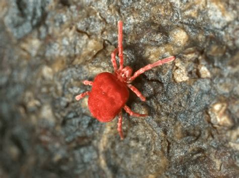 To treat clover mites, you will need to gauge first how serious of an infestation you have. clover mite outside virginia home | Clover mites, Mites ...